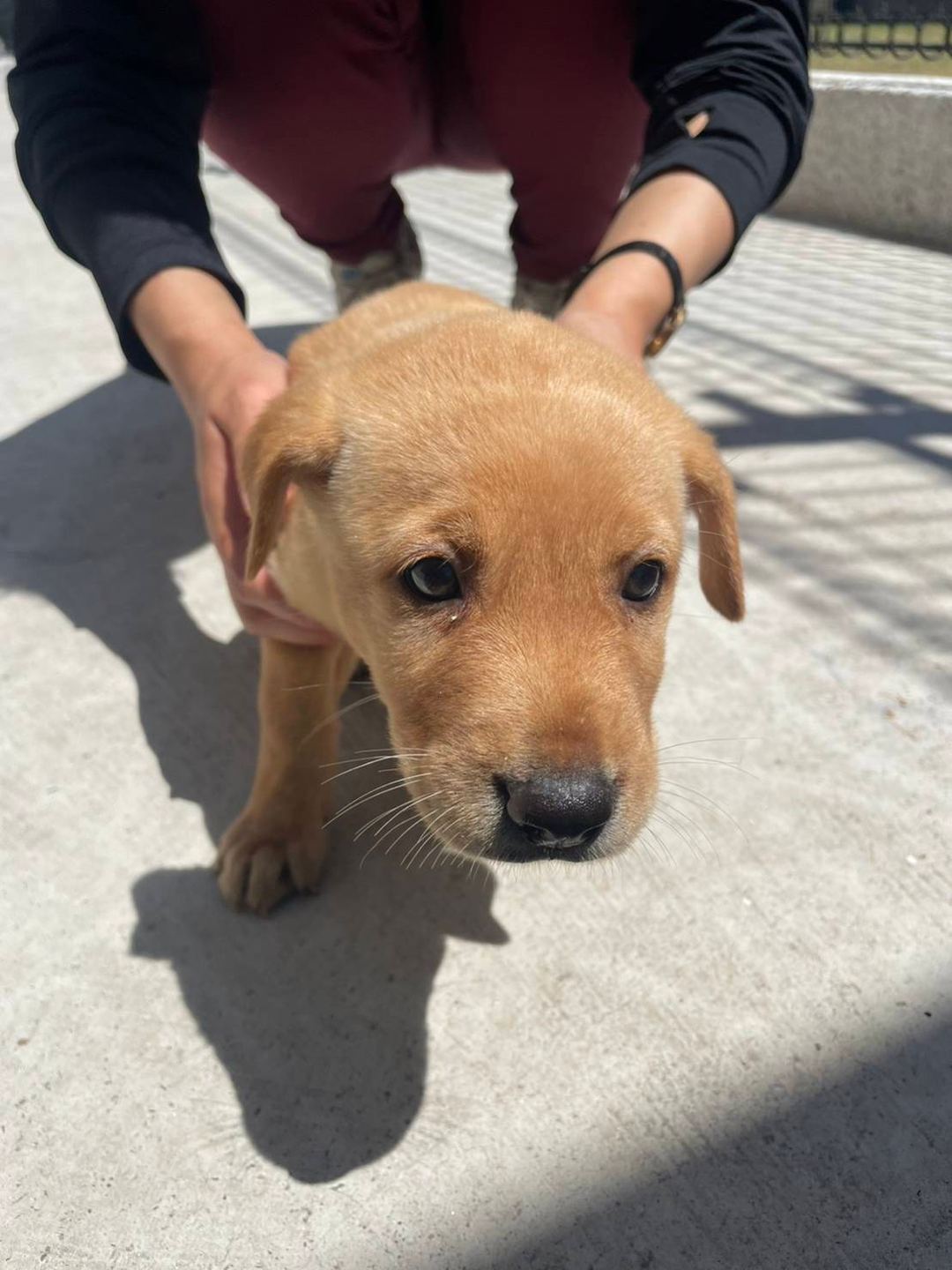 Photo of No. 1120615D05, Young · Female · Small · Mixed breed