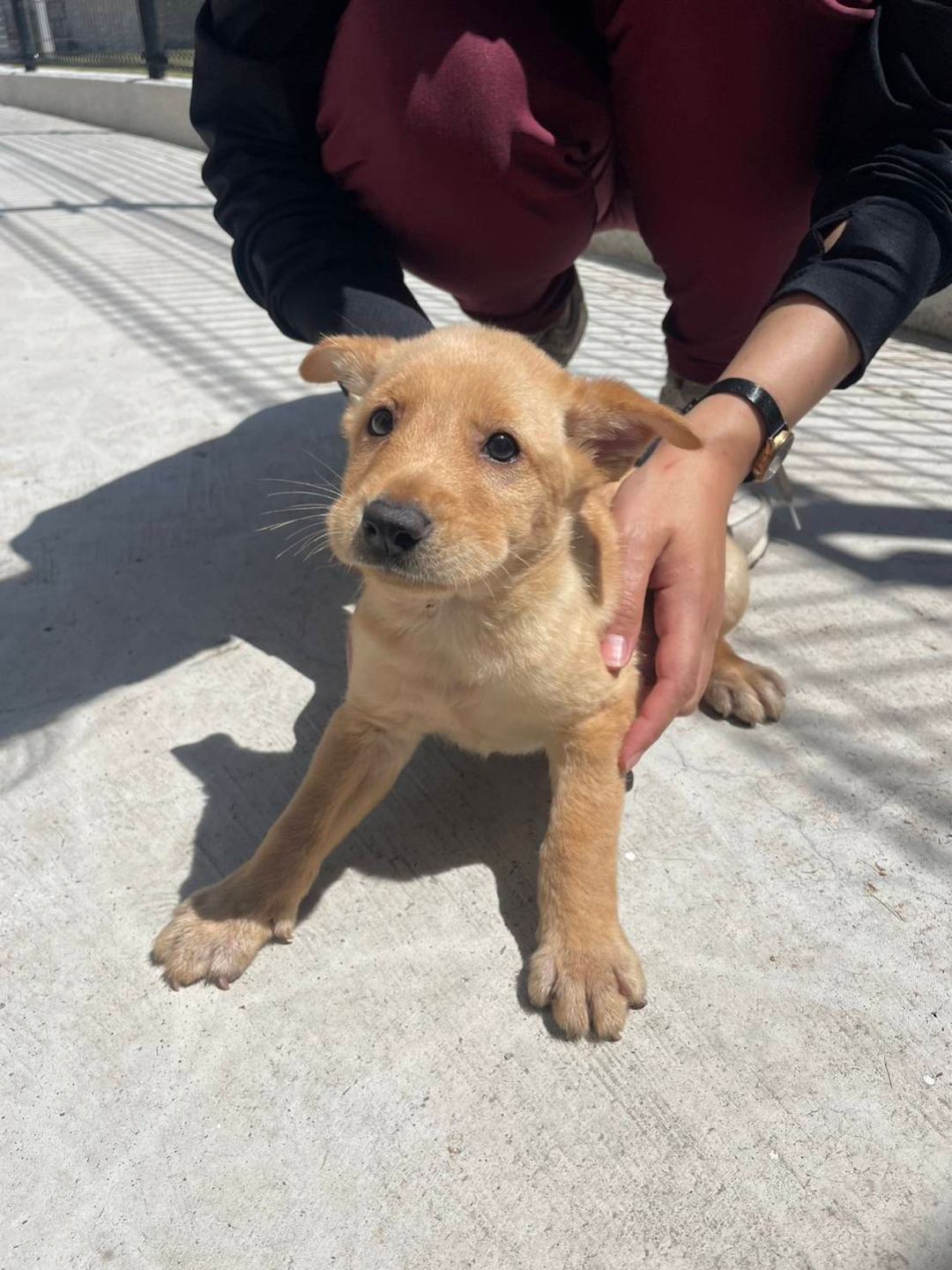 Tan young female mixed-breed dog, Small, shelter no. …5D06
