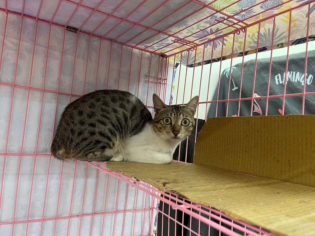 Photo of No. 112061904, Adult · Male · Medium · Mixed breed
