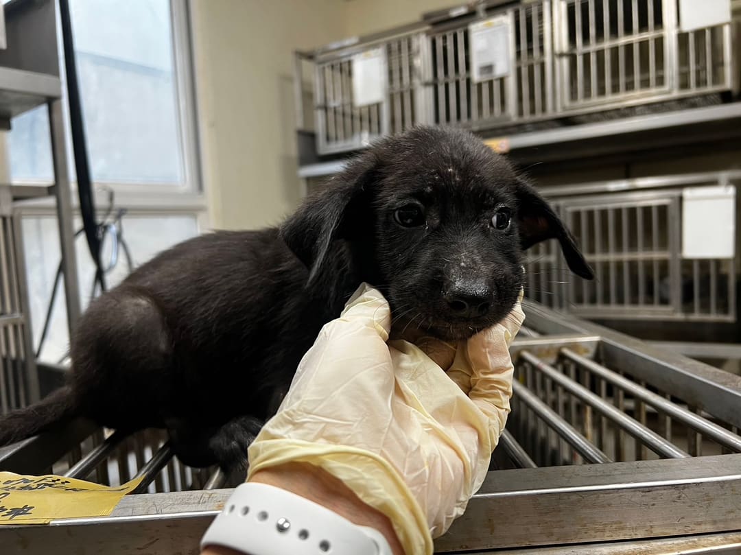 Photo of No. CAAAG1120619007, Young · Male · Small · Mixed breed