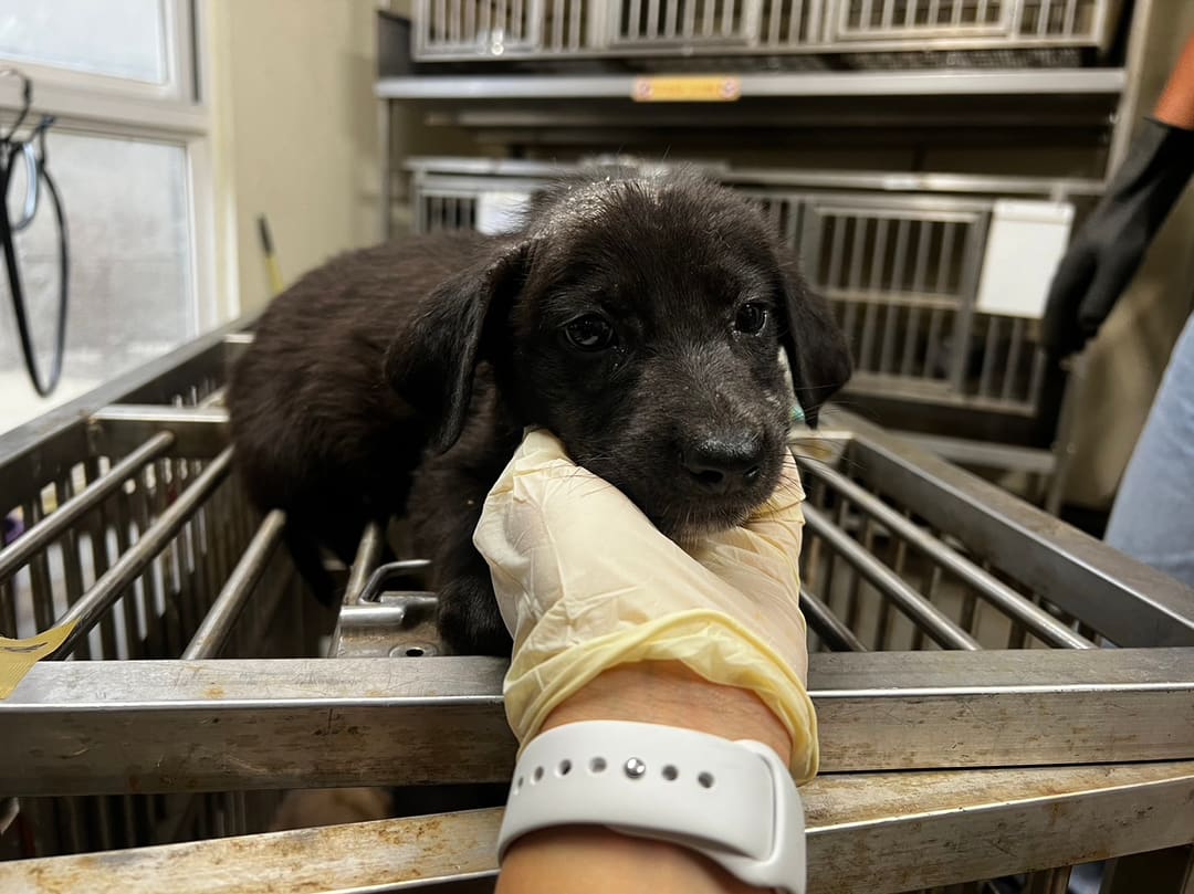 Photo of No. CAAAG1120619008, Young · Male · Small · Mixed breed