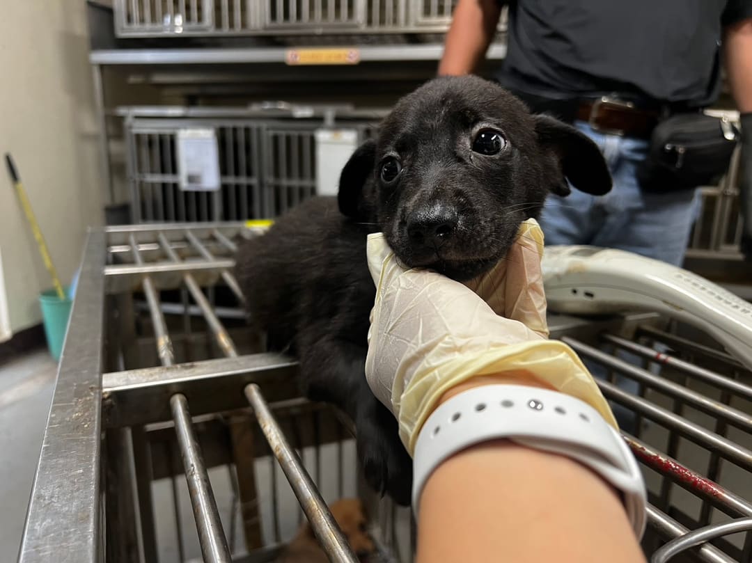 Photo of No. CAAAG1120619009, Young · Male · Small · Mixed breed