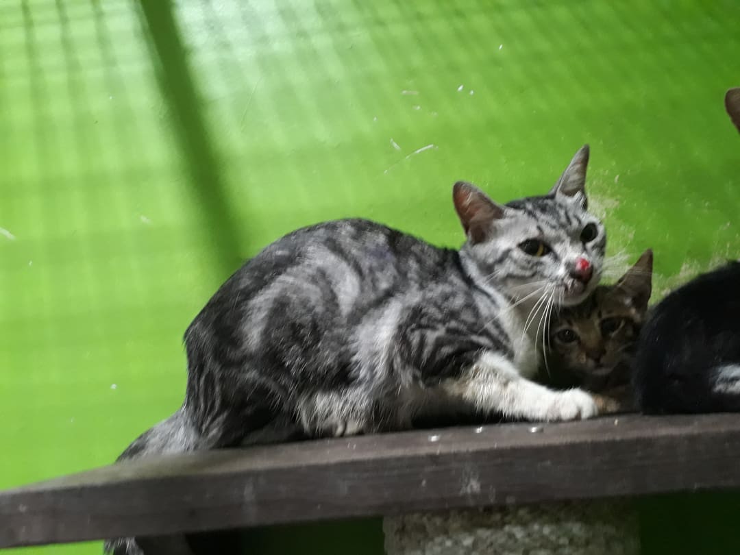 Photo of No. LAAAG1120614C1-5, Adult · Female · Medium · Mixed breed