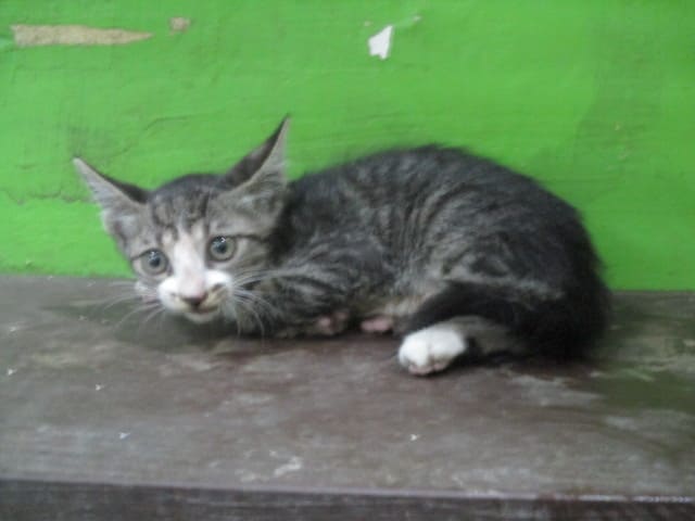 Photo of No. LAAAG1120525C1, Young · Female · Small · Mixed breed