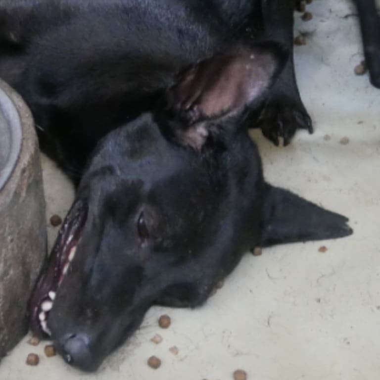 Photo of No. S120620-07, Adult · Male · Medium · Mixed breed