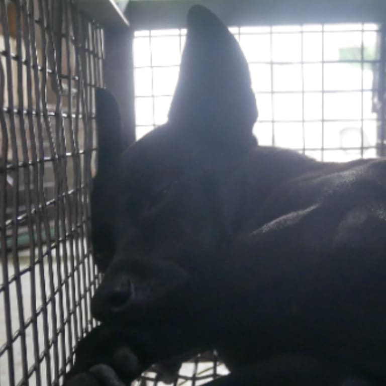 Black adult male mixed-breed dog, Medium, shelter no. …0-08