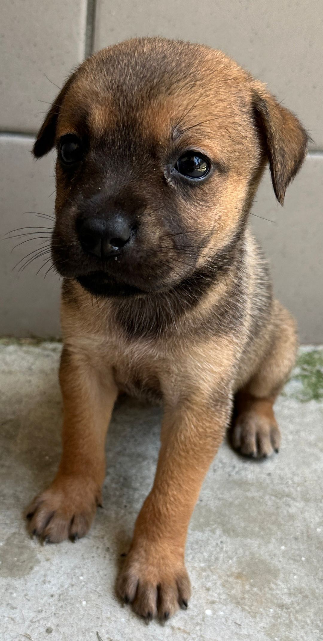Brown young female mixed-breed dog, Medium, shelter no. …1004
