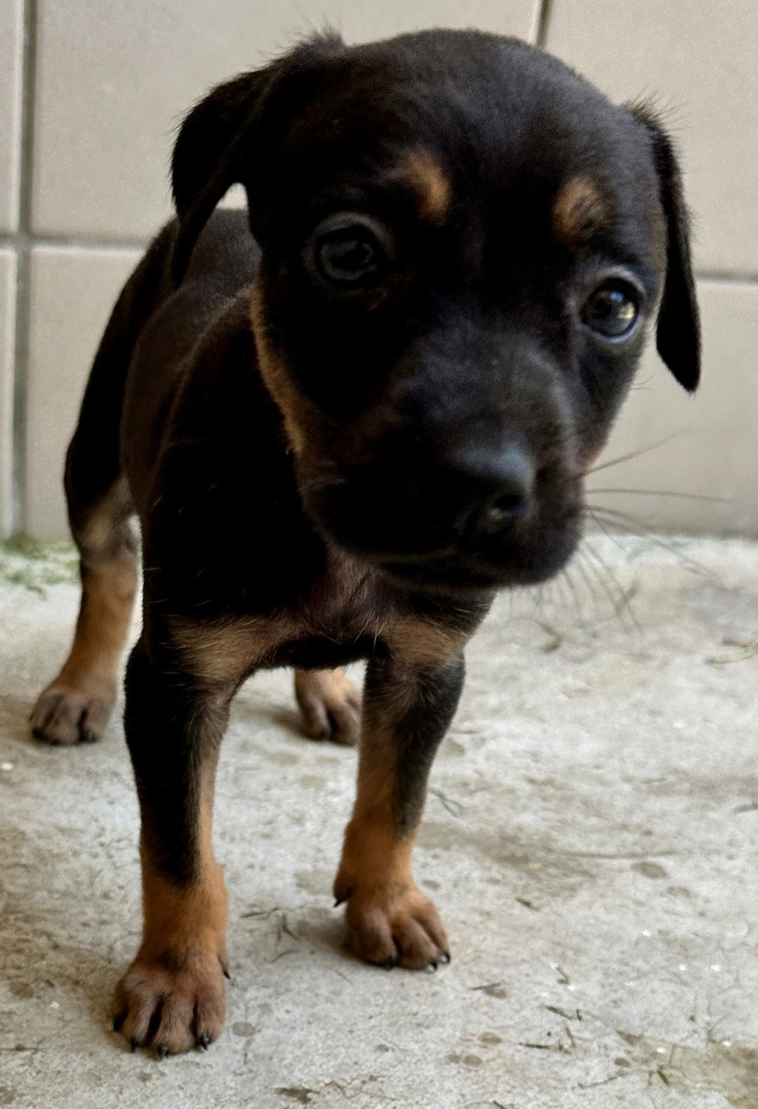 Photo of No. OAAAG1120621005, Young · Male · Medium · Mixed breed