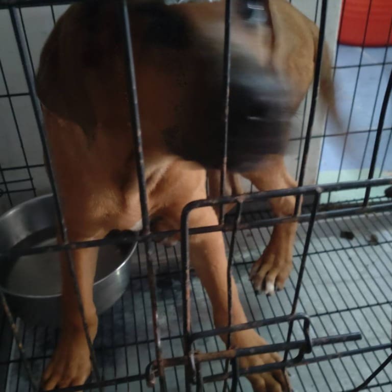 Photo of No. S111107-05, Adult · Male · Medium · Mixed breed
