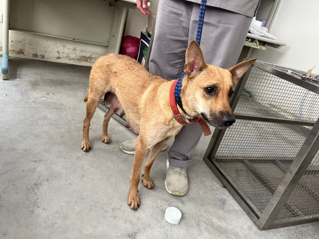 Photo of No. 112062106, Adult · Female · Medium · Mixed breed