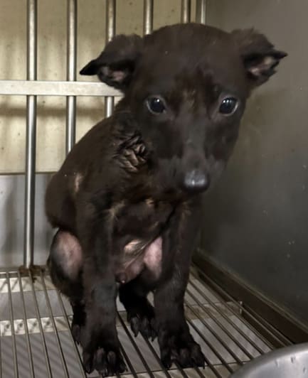 Black young male mixed-breed dog, Small, shelter no. …1004