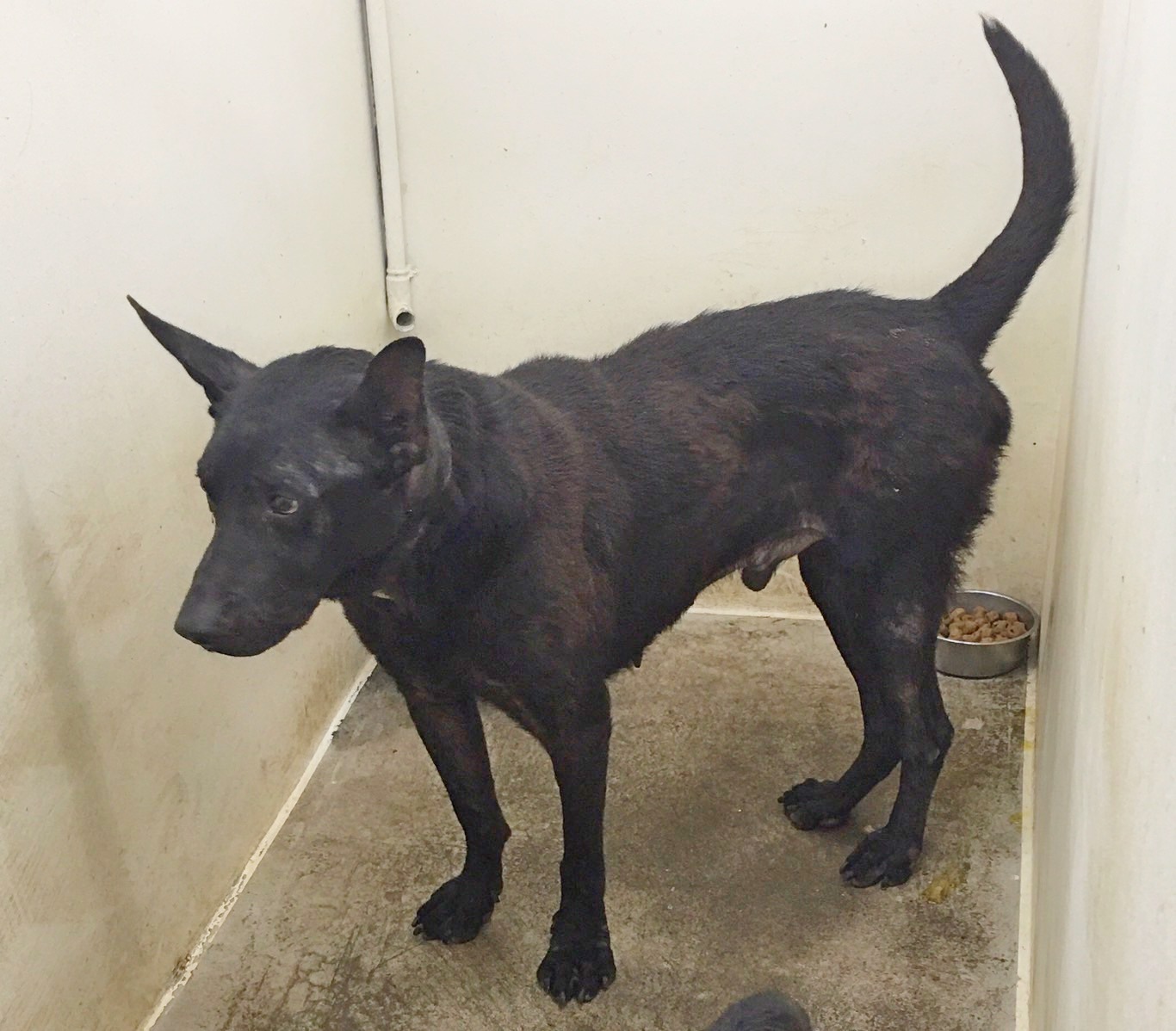 Photo of No. 112062506, Adult · Male · Medium · Mixed breed