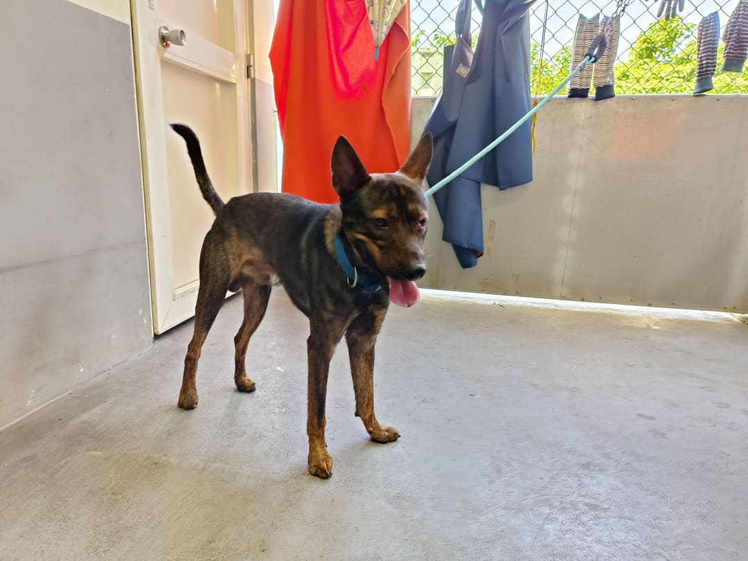 Photo of No. AAAHG1120626001, Adult · Male · Medium · Mixed breed