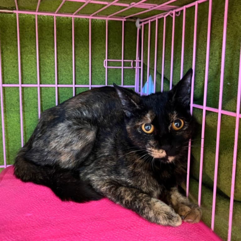 Photo of No. 112062503, Adult · Female · Medium · Mixed breed