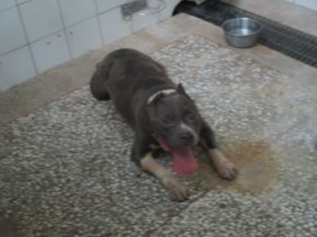 Photo of No. LAAAG1120626A23, Adult · Male · Large · American Pit Bull Terrier
