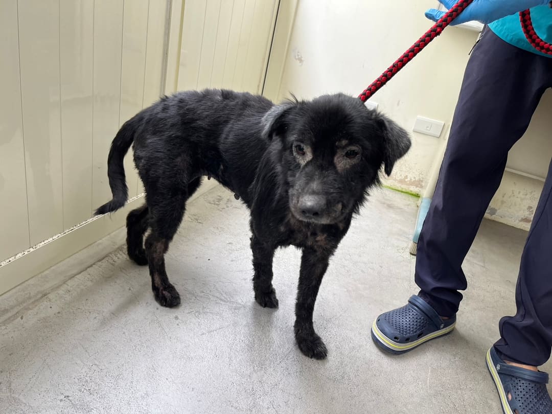 Photo of No. 112062705, Adult · Female · Medium · Mixed breed