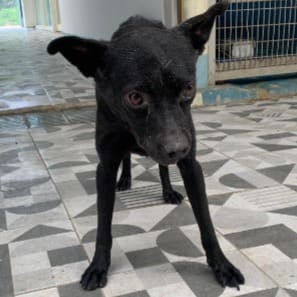 Photo of No. EAAAG112051704, Adult · Female · Large · Mixed breed