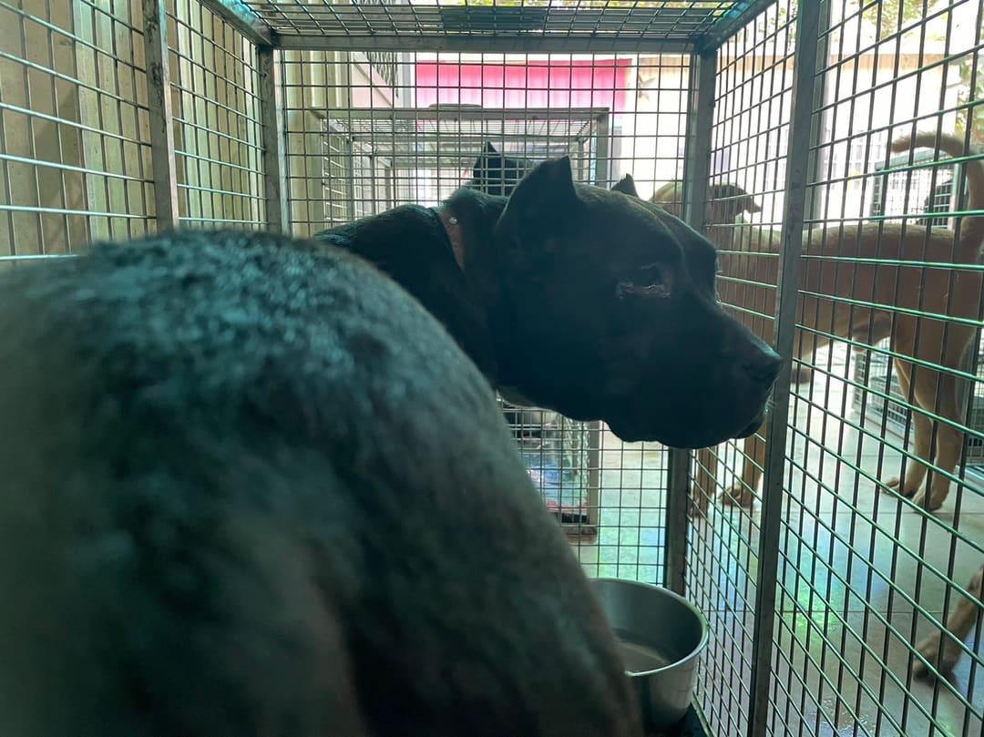Photo of No. MAAAG1120629003, Adult · Female · Large · American Bully