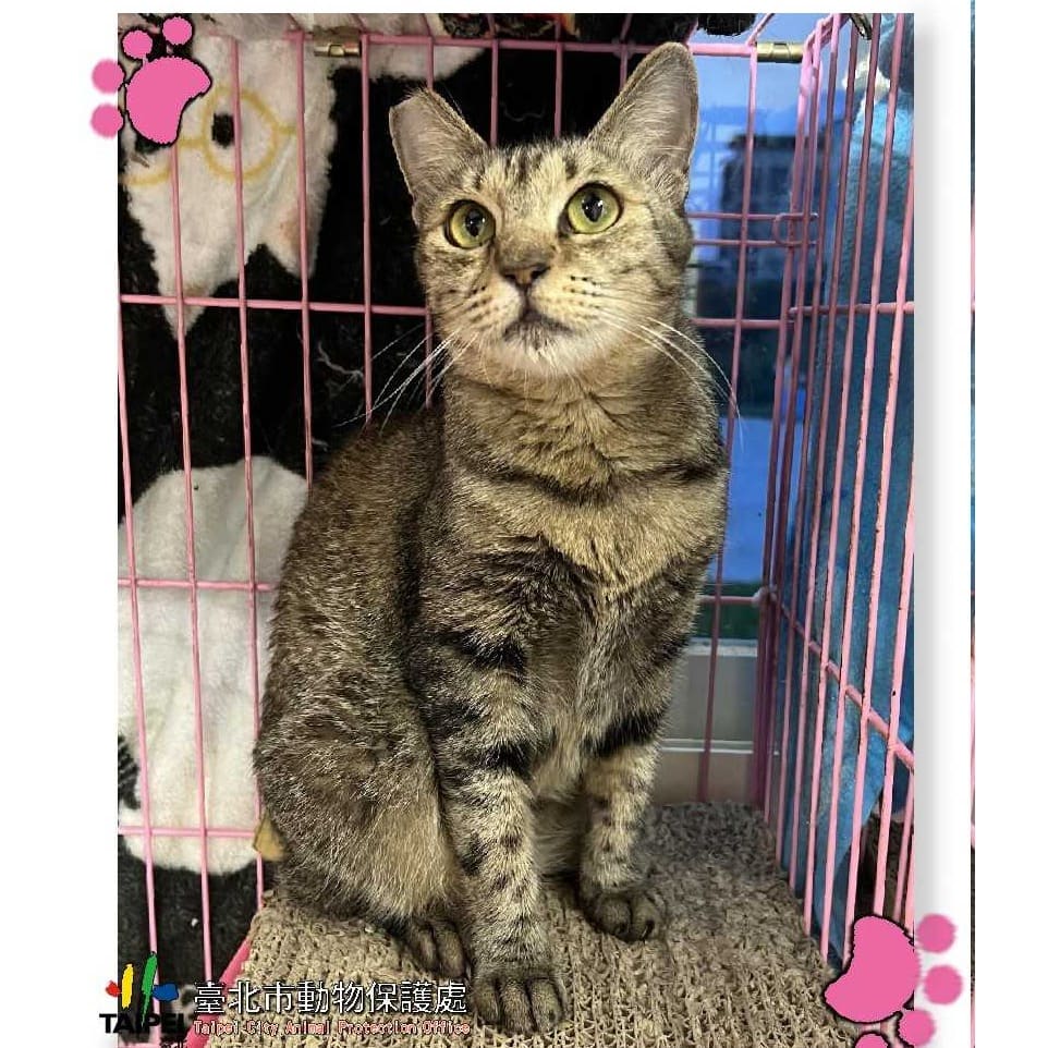 Tabby adult female mixed-breed cat, Medium, shelter no. …2602