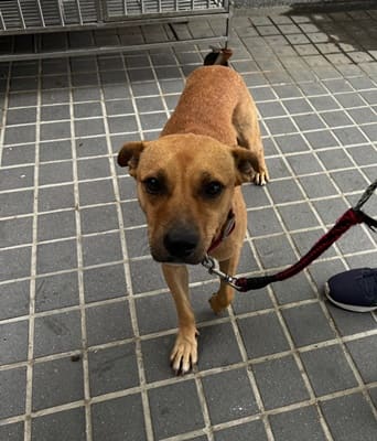 Tan-and-white adult male mixed-breed dog, Large, shelter no. …6002