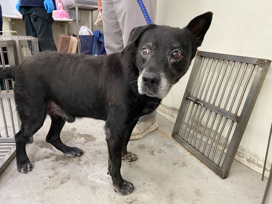 Black adult male mixed-breed dog, Medium, shelter no. …0102