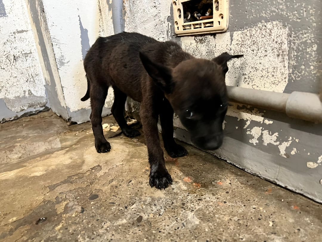 Photo of No. RAAAG1120703007, Young · Female · Medium · Mixed breed