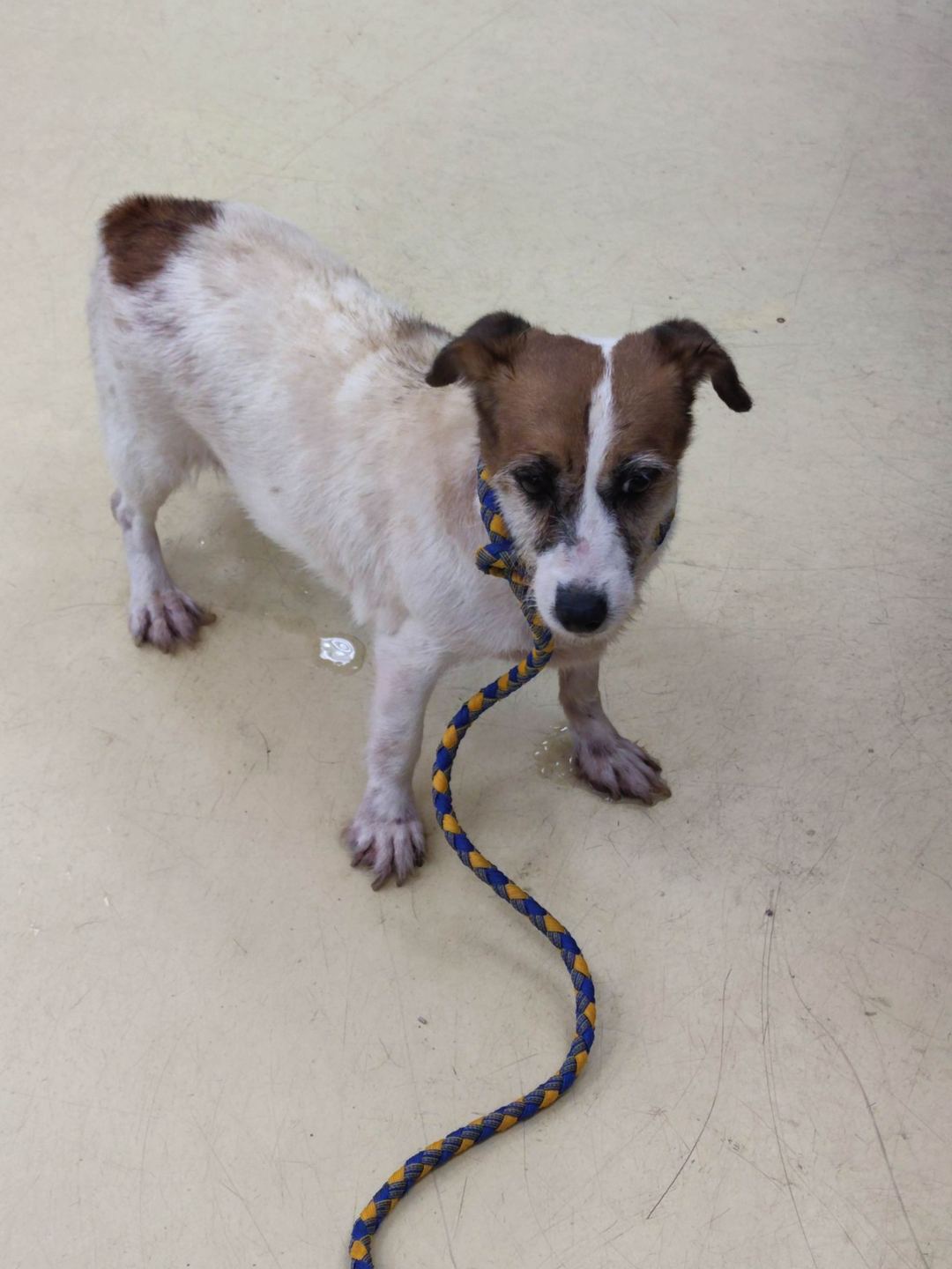 Photo of No. AAAEG1120704004, Adult · Female · Small · Jack Russell Terrier