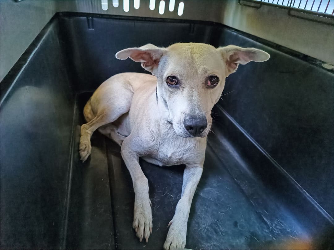 Photo of No. AAAHG1120707001, Adult · Male · Medium · Mixed breed