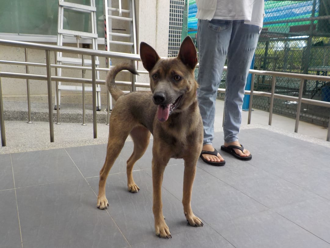 Photo of No. HAAAG1120706534, Adult · Female · Medium · Mixed breed