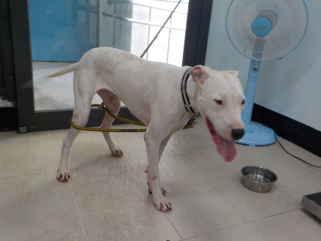 Photo of No. HAAAG1120706800, Adult · Female · Medium · Mixed breed