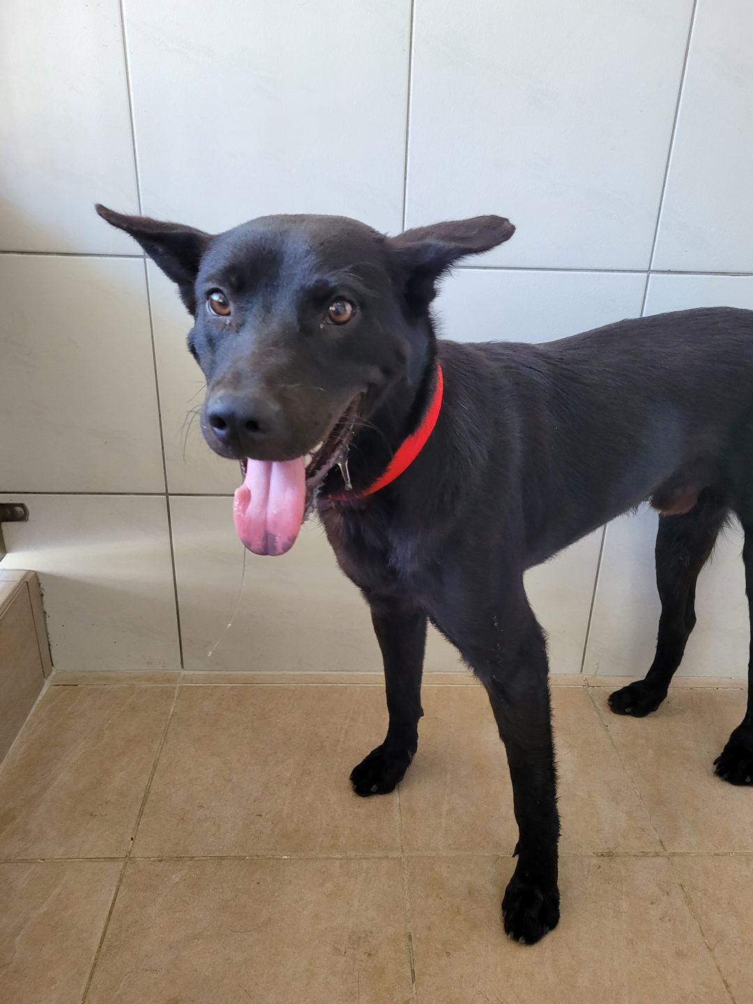 Black adult male mixed-breed dog, Medium, shelter no. …1001