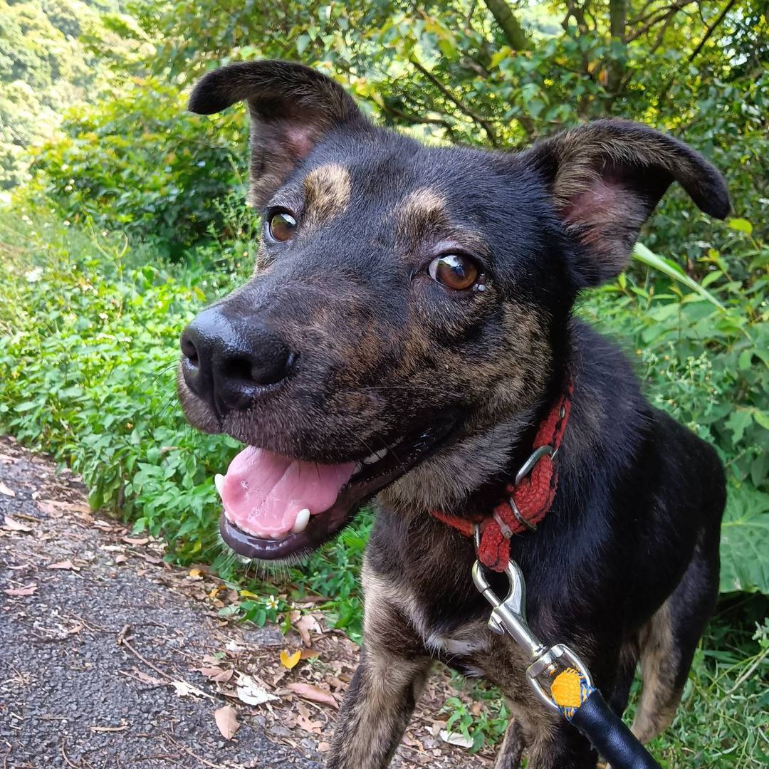 Photo of No. AAACG1120705013, Adult · Male · Medium · Mixed breed