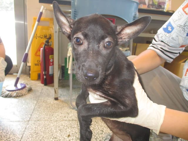 Photo of No. CAAAG1120711009, Young · Female · Small · Mixed breed