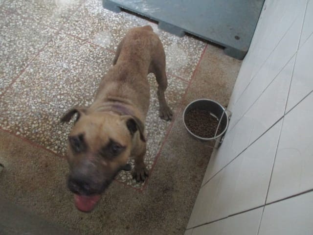 Photo of No. LAAAG1120711H3, Adult · Male · Large · American Pit Bull Terrier