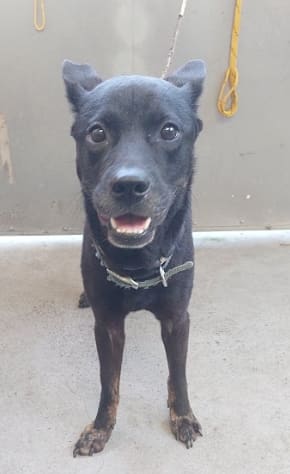 Photo of No. AAAHG1120714002, Adult · Male · Medium · Mixed breed