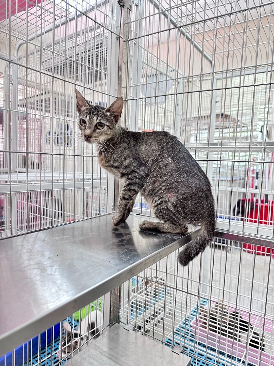 Photo of No. EAAAG1120714002, Adult · Female · Large · Mixed breed