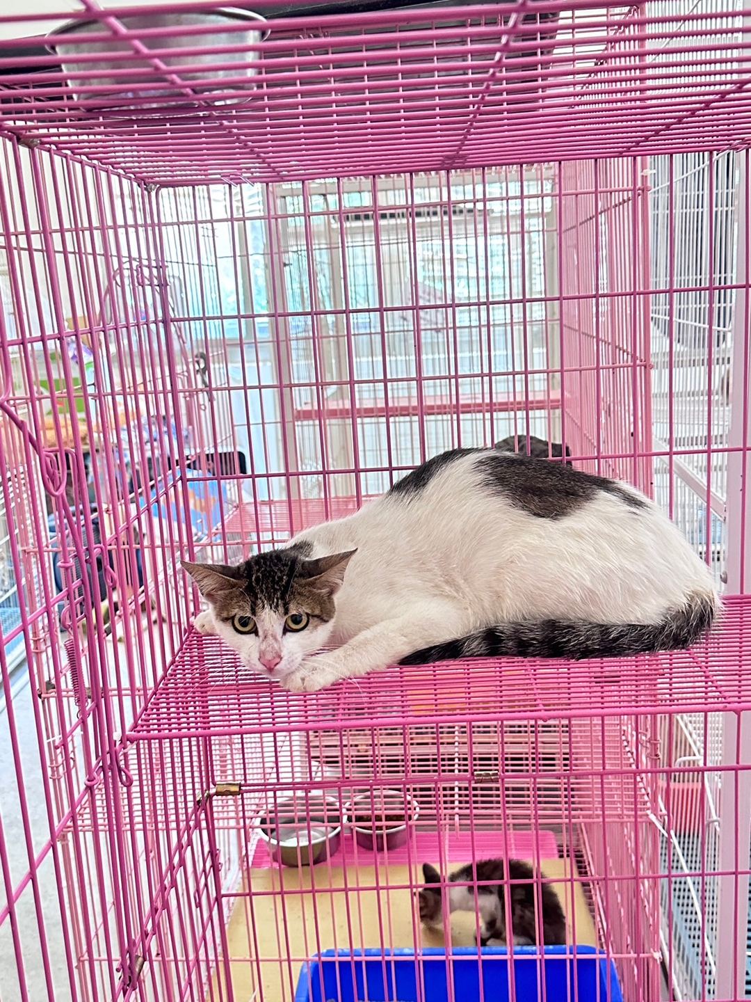 Photo of No. EAAAG1120714003, Adult · Male · Large · Mixed breed