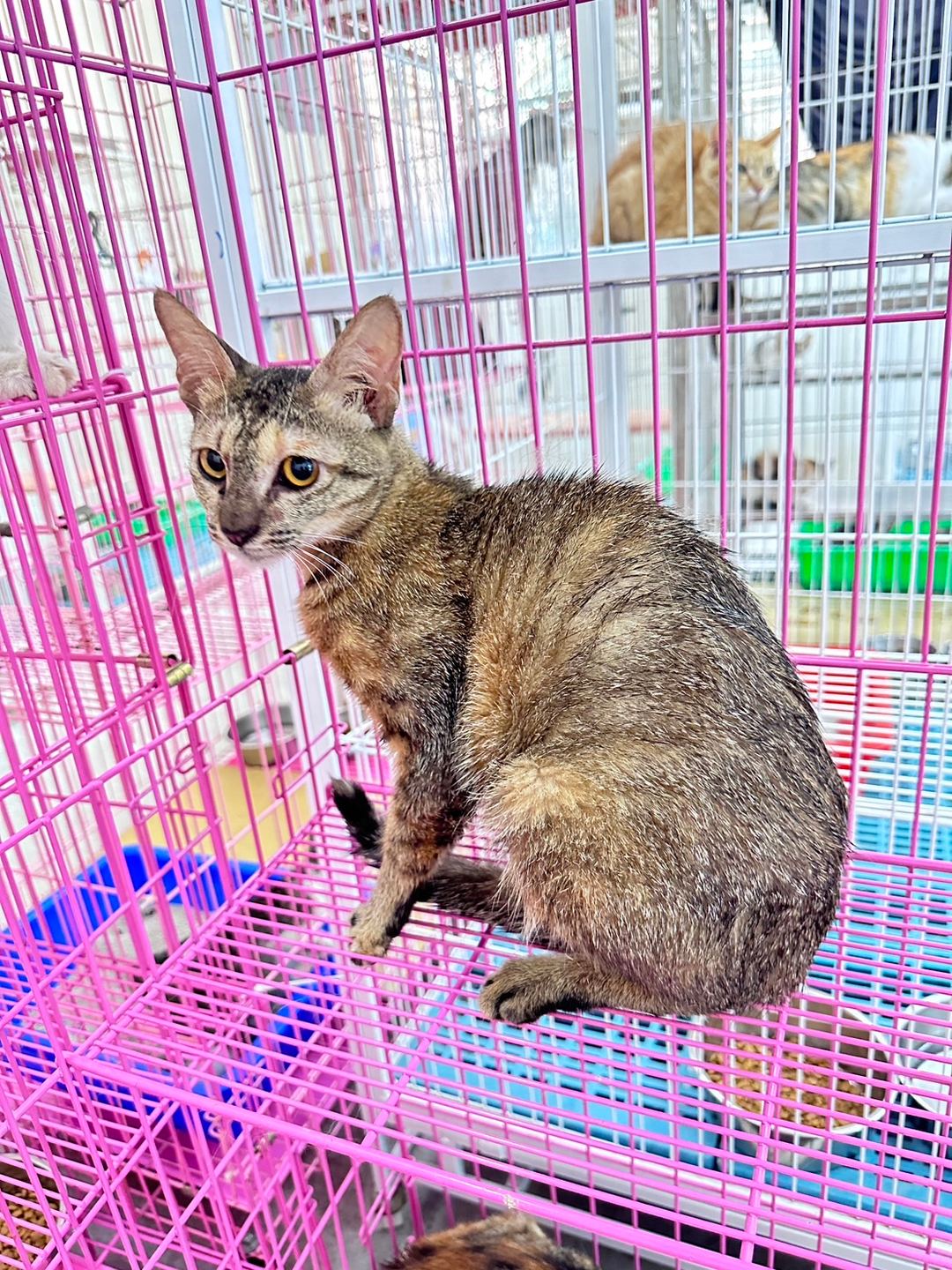 Photo of No. EAAAG1120714004, Adult · Female · Large · Mixed breed