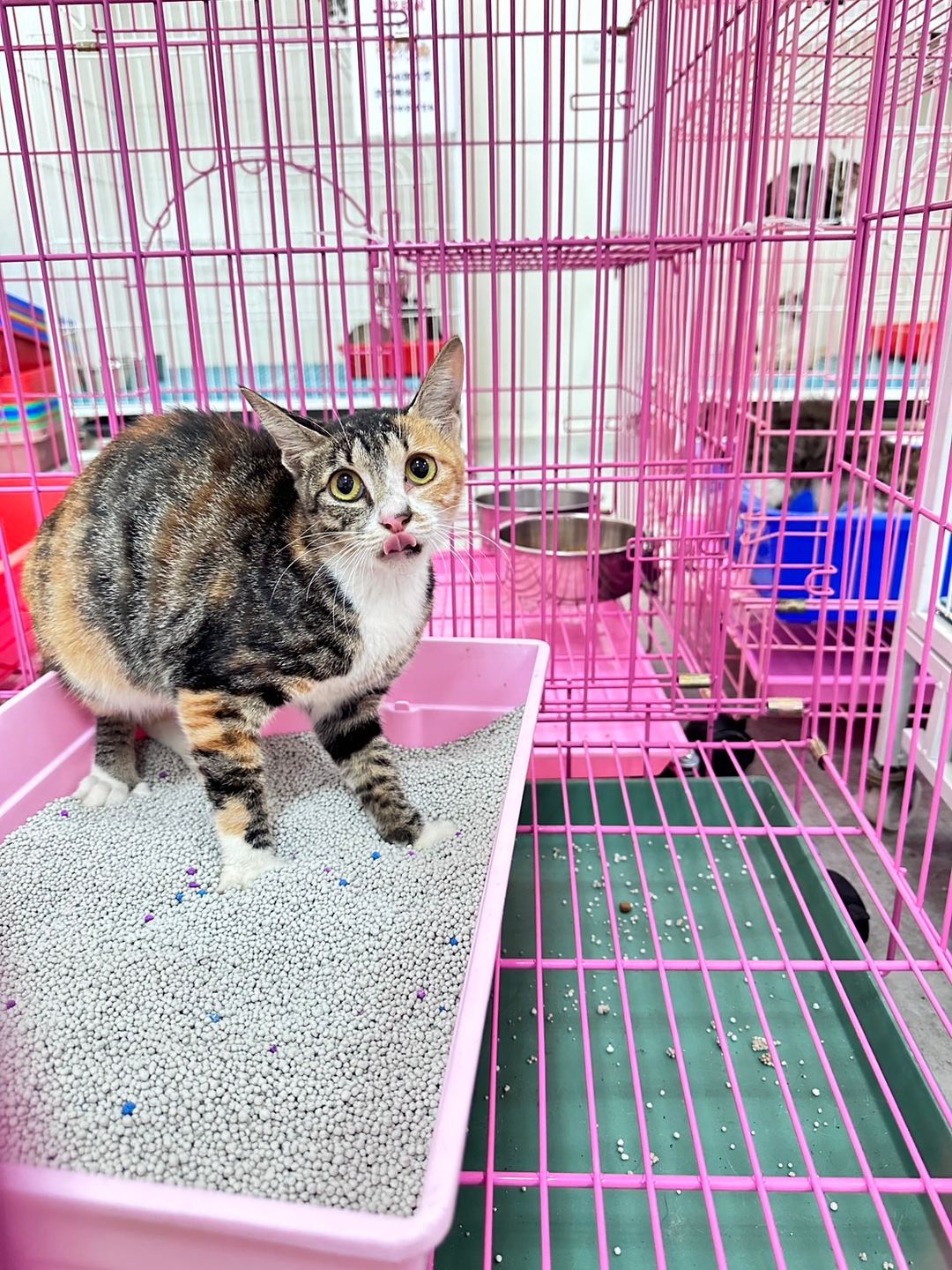 Photo of No. EAAAG1120714005, Adult · Female · Large · Mixed breed