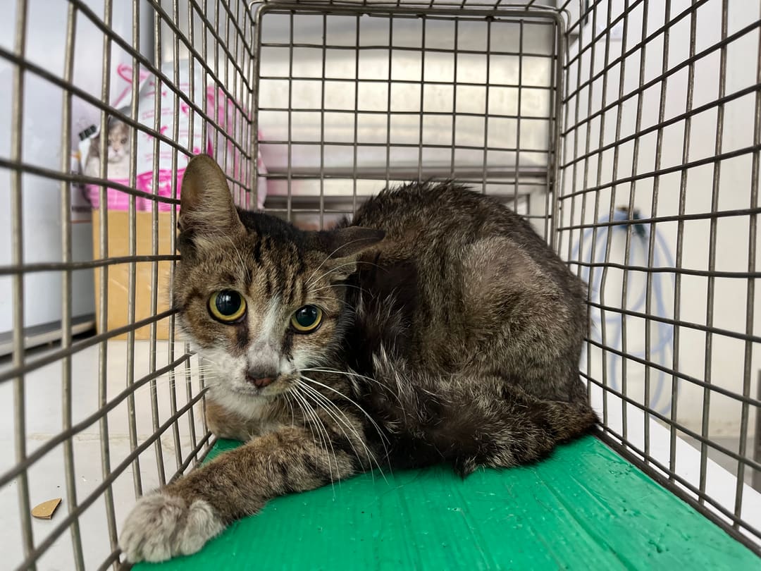 Photo of No. 112071501, Adult · Female · Medium · Mixed breed