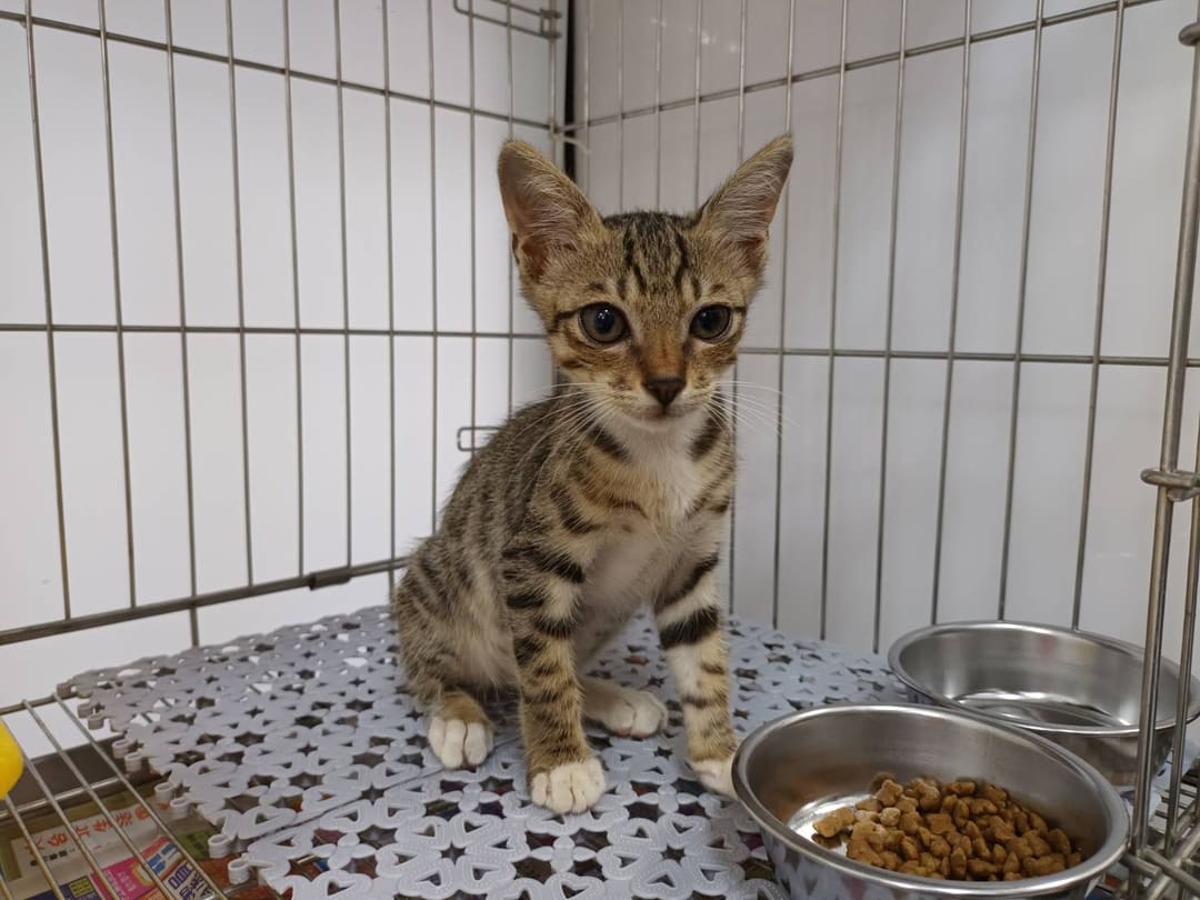 Photo of No. AAADG2023071502, Young · Male · Small · Mixed breed