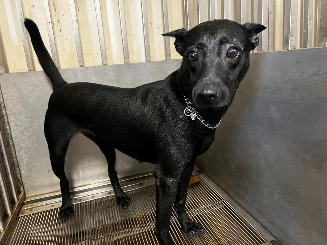Photo of No. CAAAG1120717001, Adult · Female · Medium · Mixed breed
