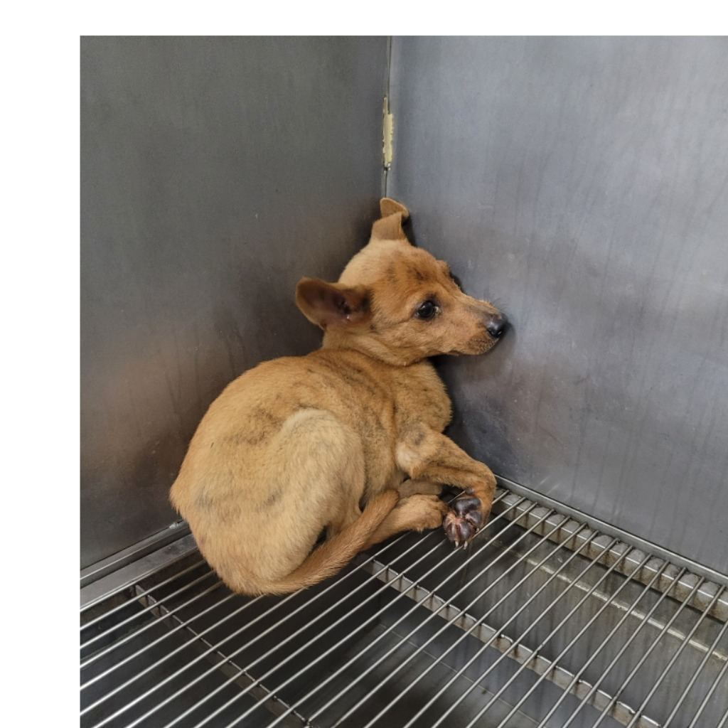 Photo of No. DAAAG1120717013, Young · Small · Mixed breed