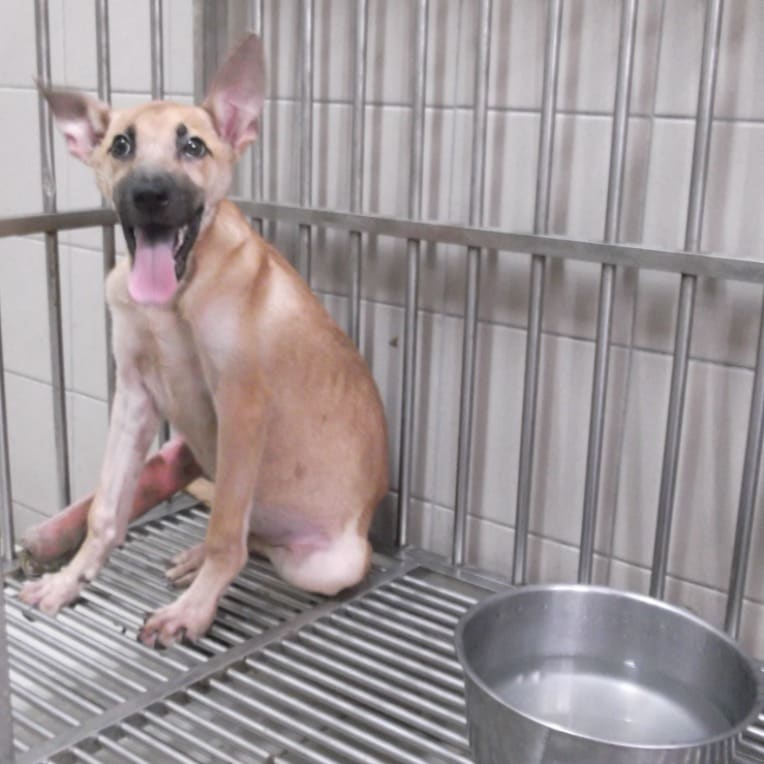 Photo of No. LAABG112071201, Adult · Male · Medium · Mixed breed