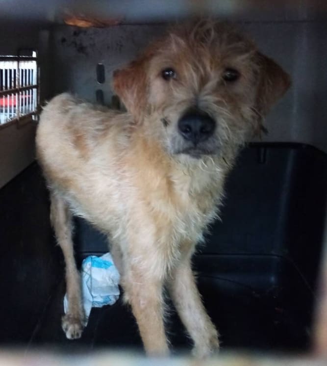 Photo of No. AAAHG1120718002, Adult · Male · Medium · Mixed breed