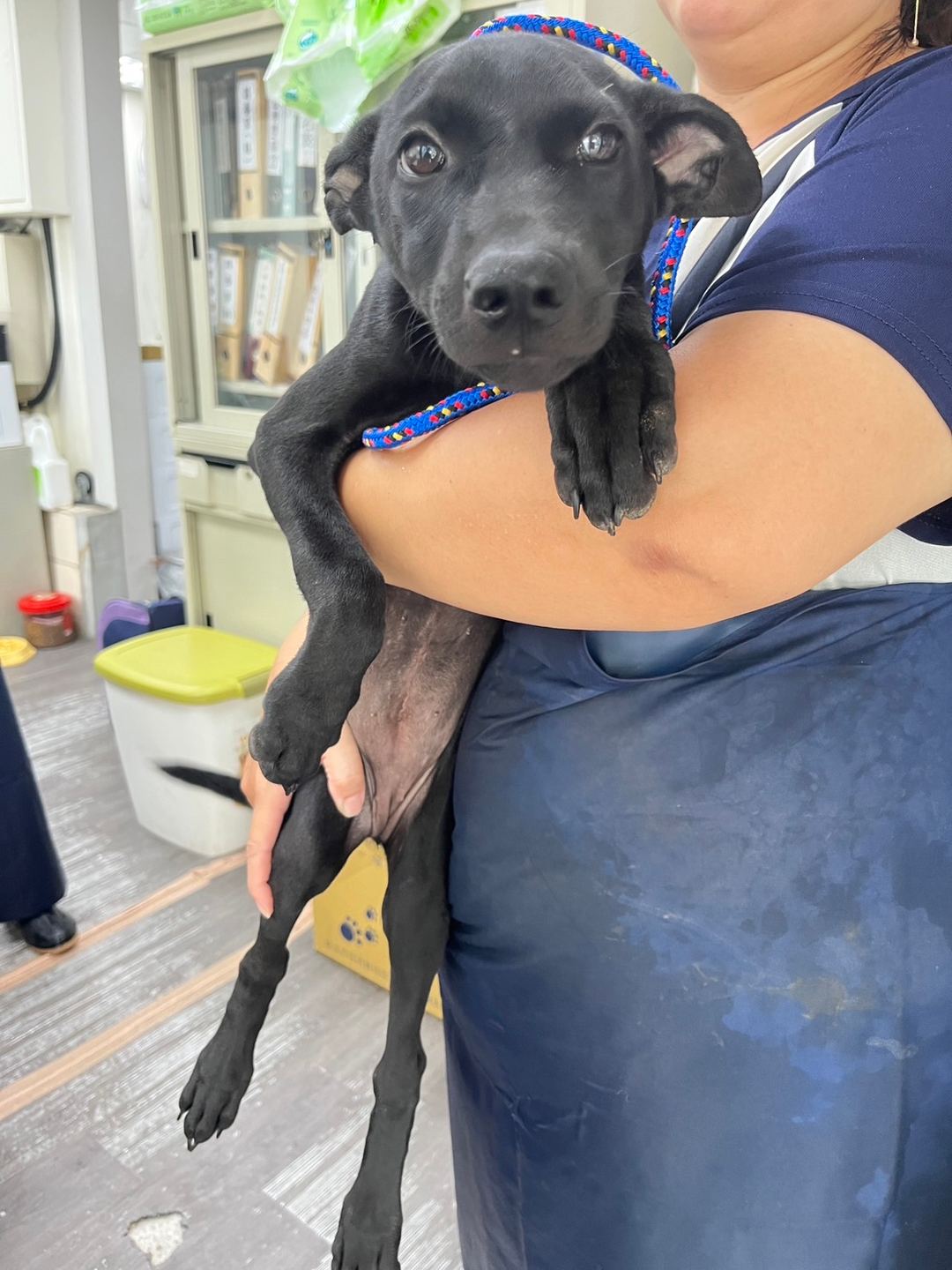 Photo of No. AAADG2023071901, Young · Female · Medium · Mixed breed