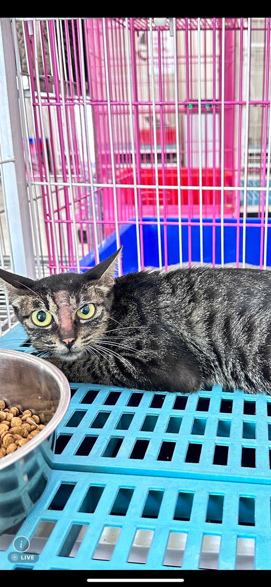 Photo of No. EAAAG1120719006, Adult · Female · Large · Mixed breed