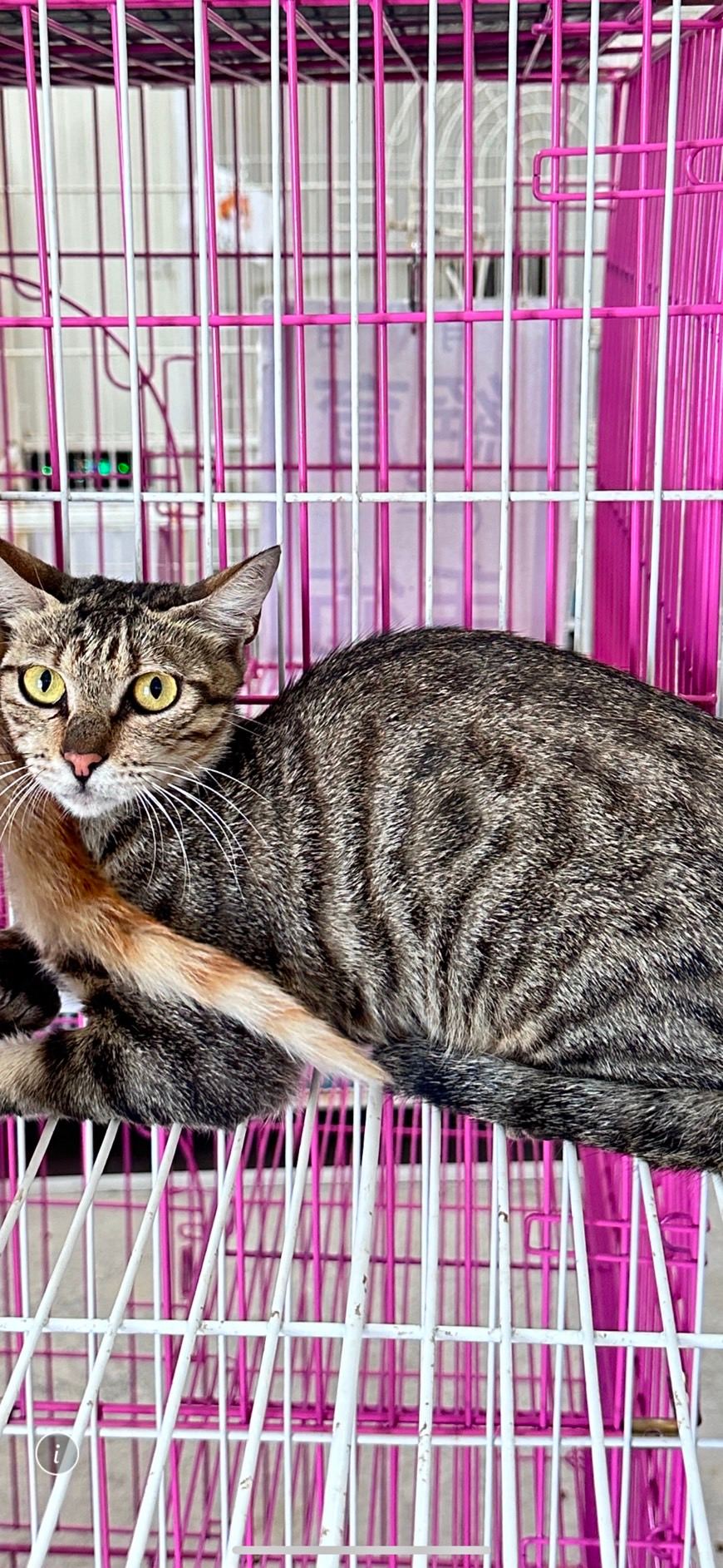 Photo of No. EAAAG1120719005, Adult · Female · Large · Mixed breed