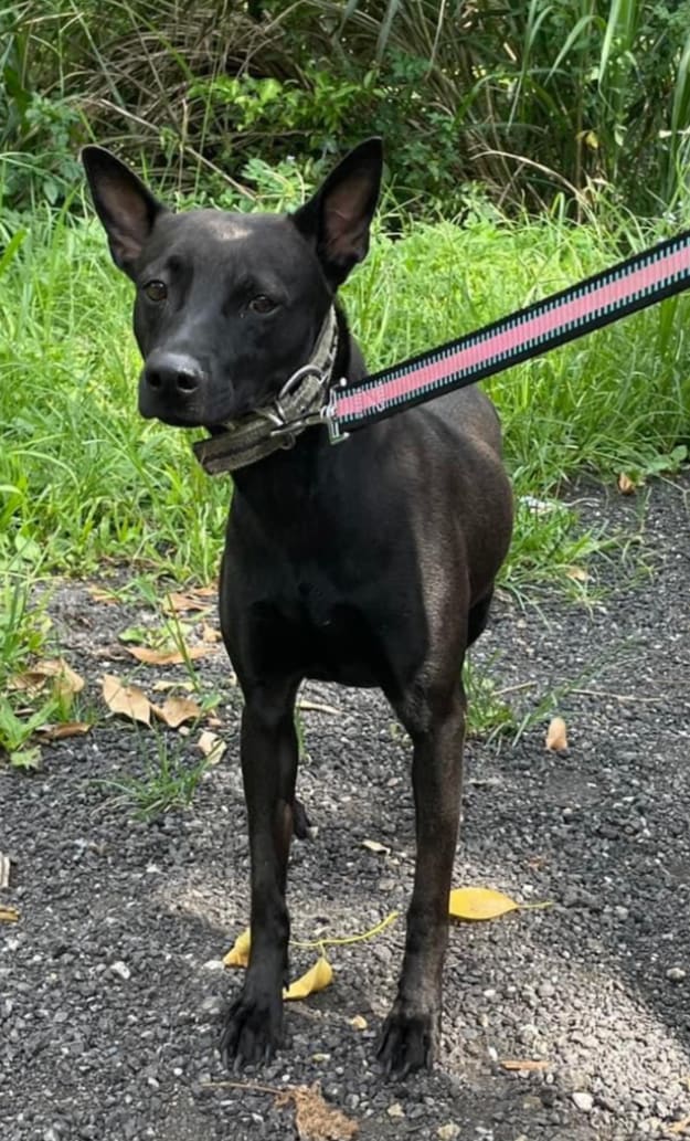 Photo of No. AAACG1120719011, Adult · Female · Medium · Mixed breed