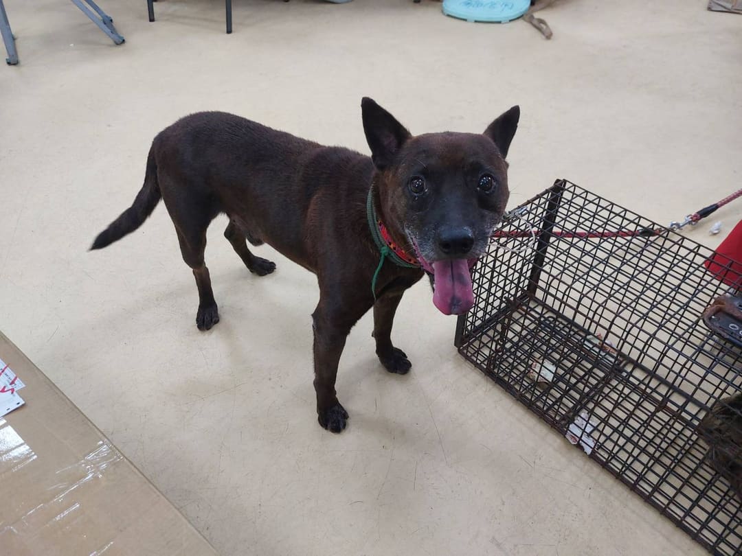 Photo of No. AAAEG1120719002, Adult · Male · Medium · Mixed breed